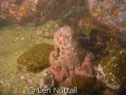Octupus at  Rebbeca Rock, Powell River BC CANADA. by Len Nuttall 
